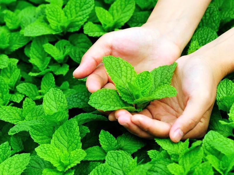 Cây bạc hà đuổi bọ chó