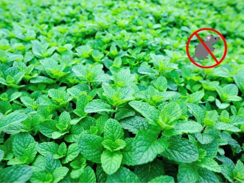 Cây bạc hà đuổi chuột