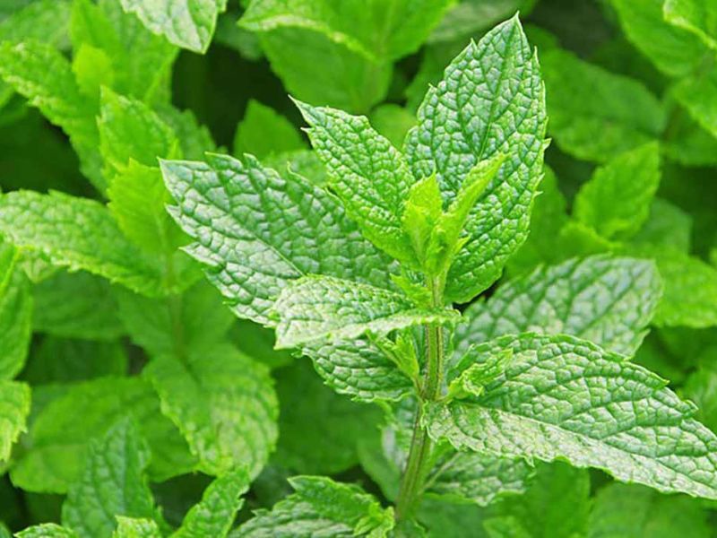 Cây bạc hà đuổi muỗi