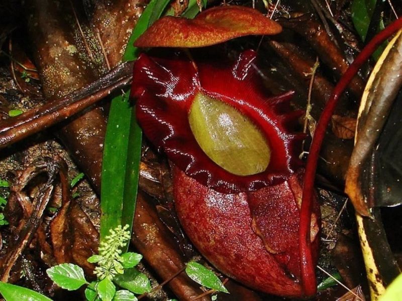 Cây bắt mồi đuổi muỗi