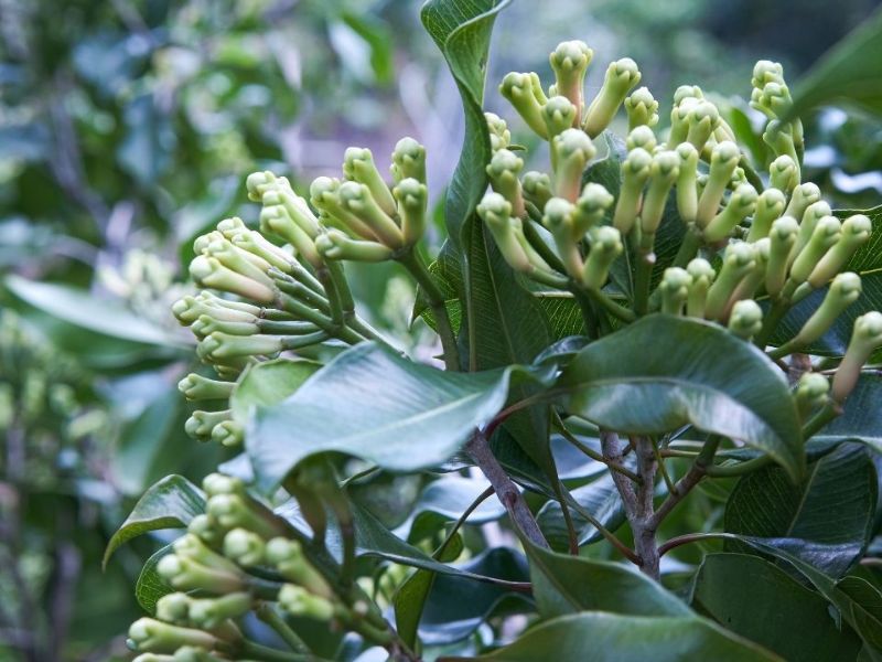 Cây đinh hương đuổi muỗi