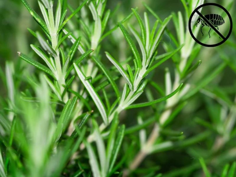 cây đuổi bọ chó