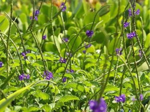 cây đuổi chuột