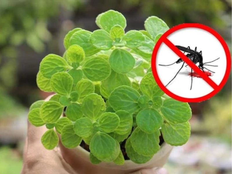 cây đuổi muỗi trong nhà
