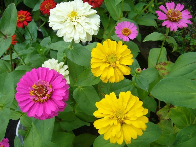 Cây hoa cúc đuổi gián