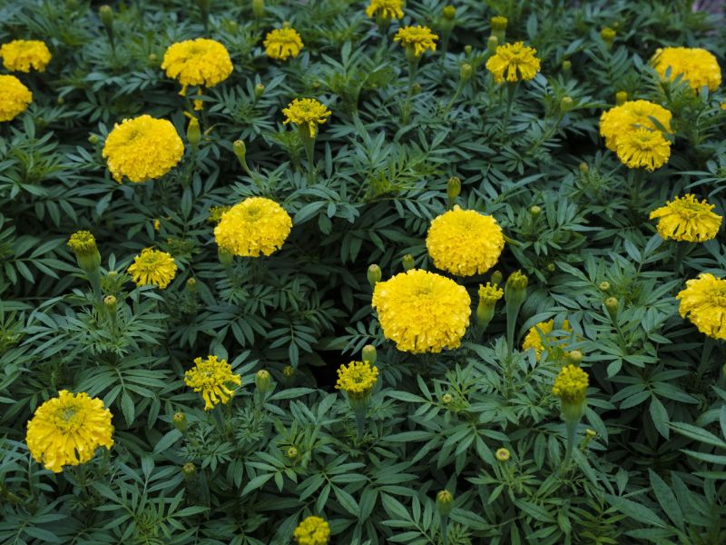 Cây hoa cúc vạn thọ đuổi chuột