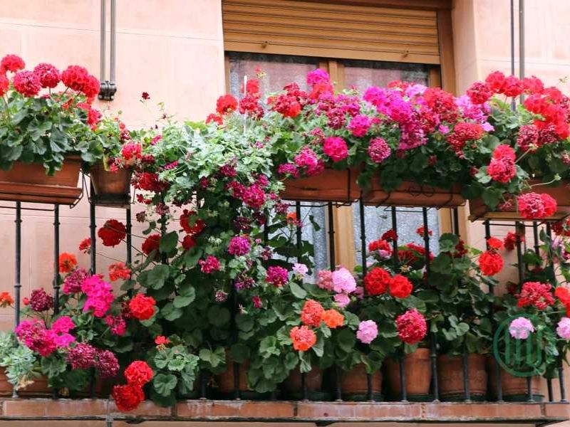 Cây hoa phong lữ đuổi muỗi