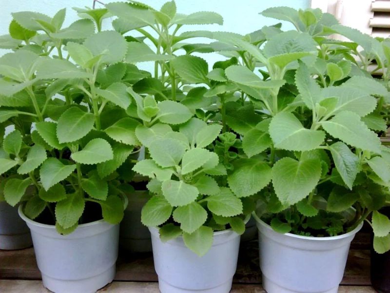 Cây húng chanh đuổi muỗi