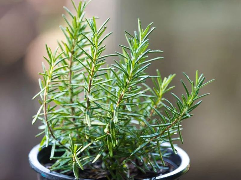 Cây hương thảo đuổi chuột