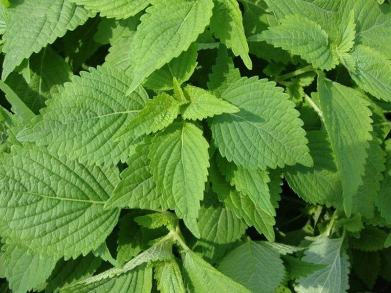 Cây kinh giới đuổi gián