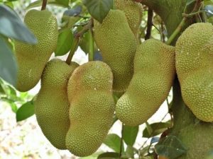 Cây mít tố nữ