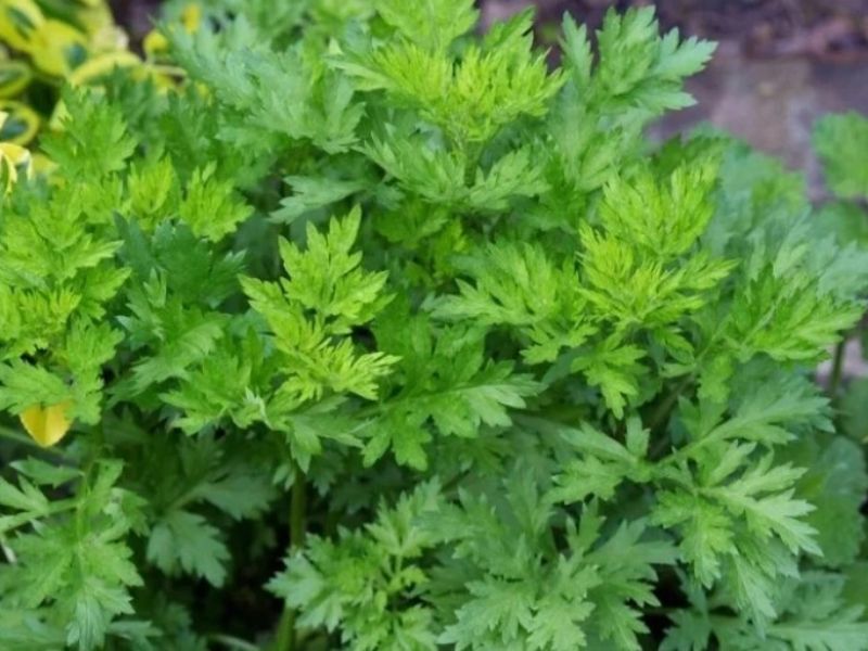 Cây ngải cứu đuổi muỗi