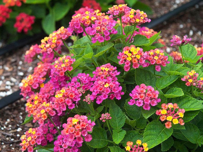 Cây ngũ sắc đuổi muỗi