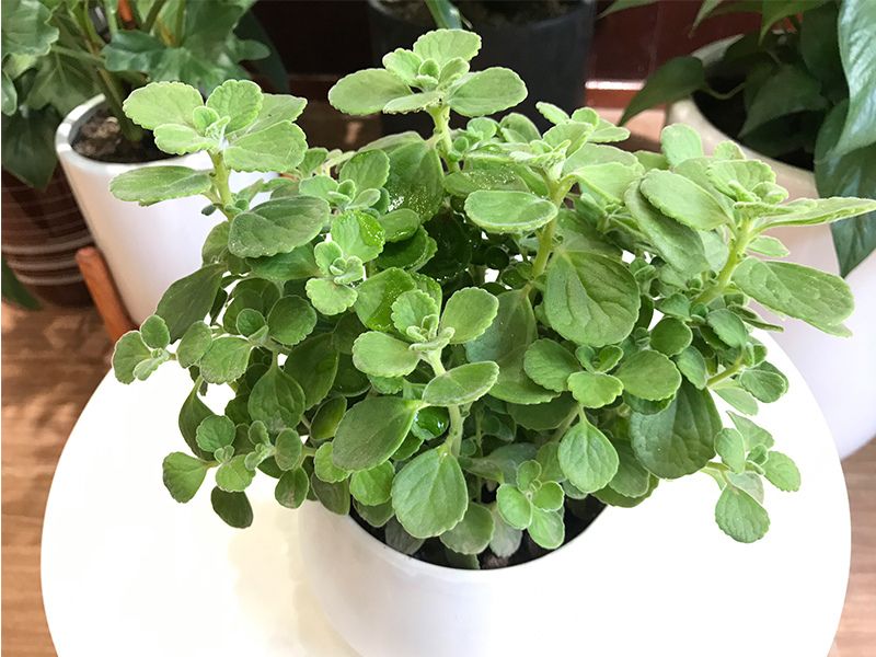 Cây nhất mạt hương đuổi muỗi