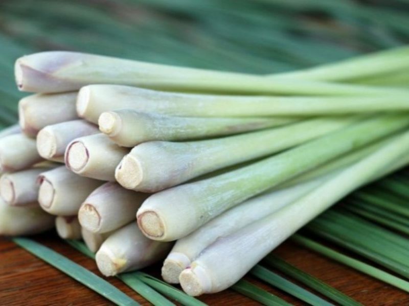 Cây sả đuổi chuột