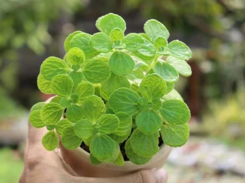 Cây sen đá lá thơm 