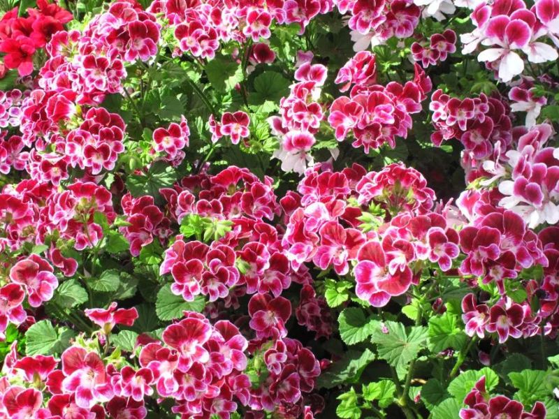 Cây thiên trúc quỳ đuổi muỗi