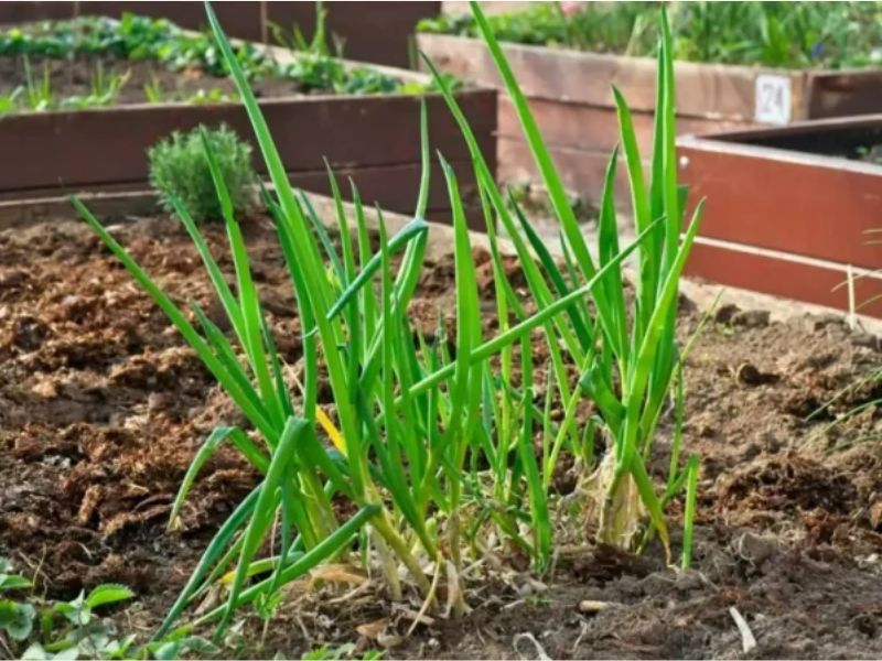 Cây thuộc họ hành đuổi chuột