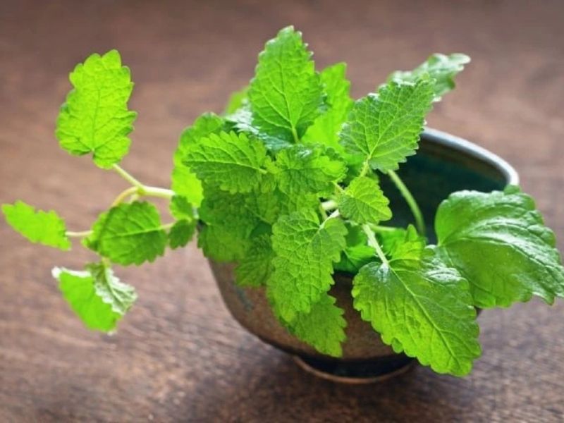 Cây tía tô đất