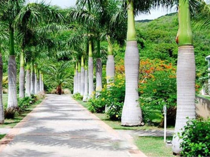 chăm sóc cây cau bụng