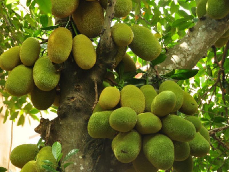 Quả cây mít tố nữ 