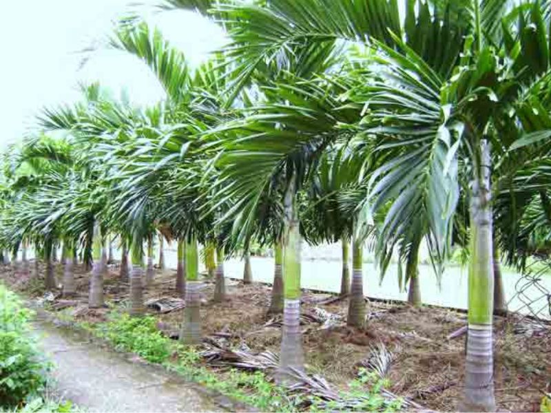 Đặc điểm của cây cau bụng