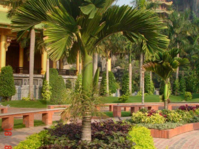 đất trồng cây cau bụng