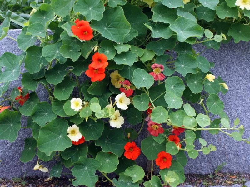 Hoa sen cạn đuổi muỗi