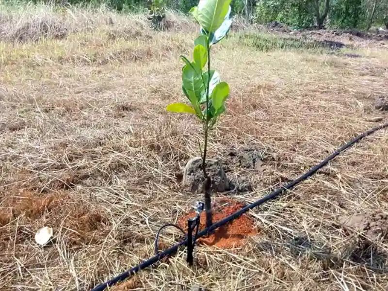 Kỹ thuật trồng cây mít tố nữ