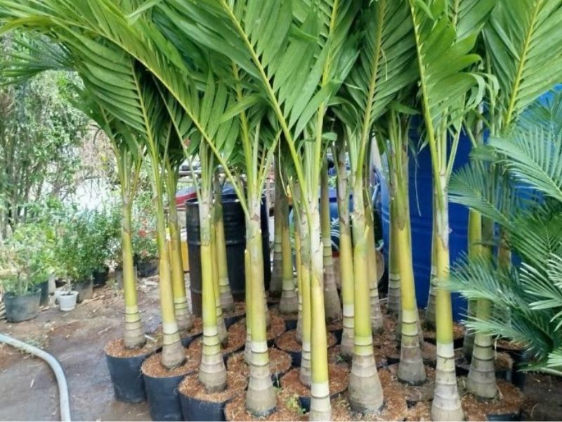 Nhân giống cây cau bụng