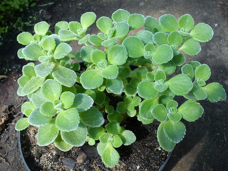 Nhất mạt hương 