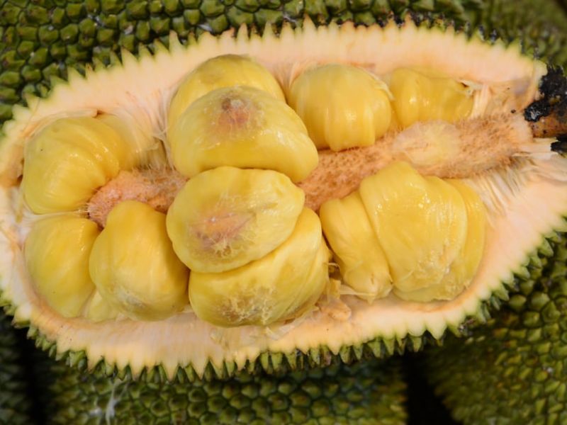 Quả mít tố nữ