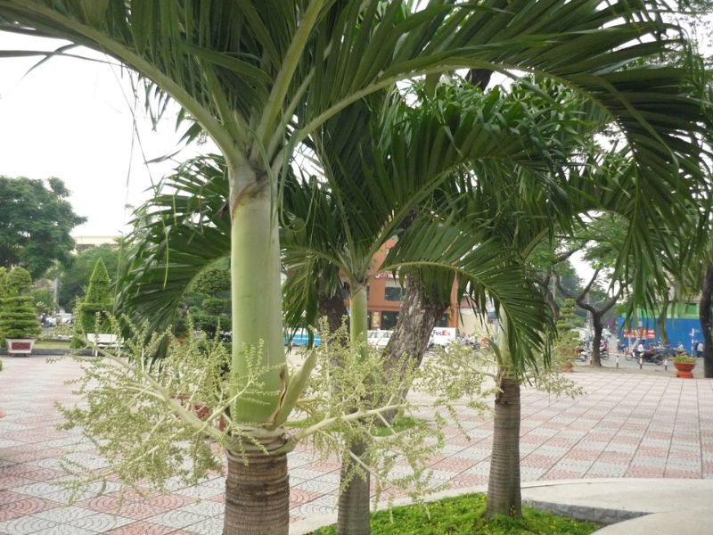 ý nghĩa của cây cau bụng